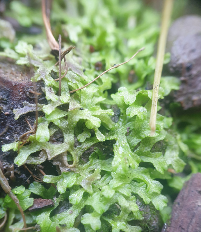 Riccia rhenana